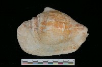 藏品(闊唇鳳凰螺)的圖片